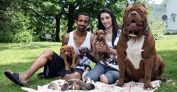 成年比特犬训练方法