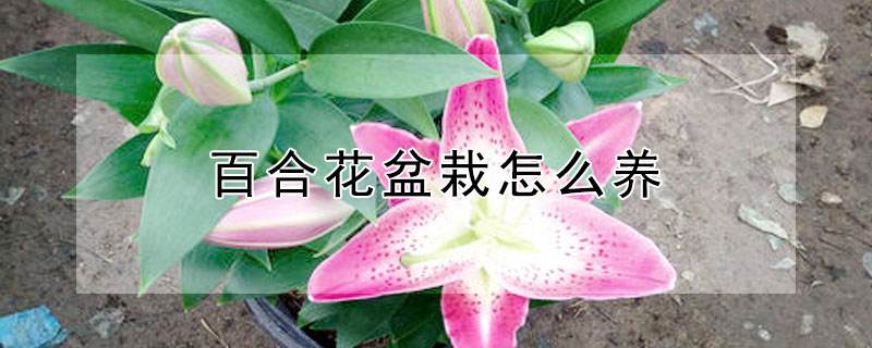种植百合花的注意事项
