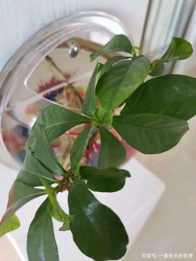 水培的栀子花怎么养殖方法