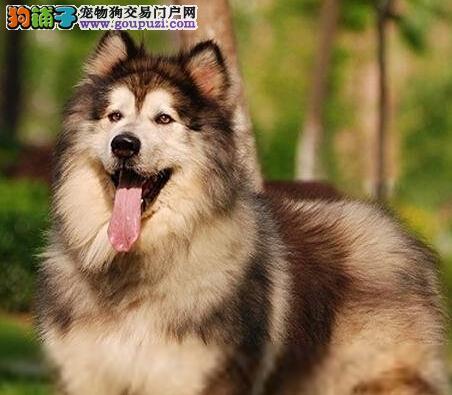 大阿拉斯加犬怎么训练