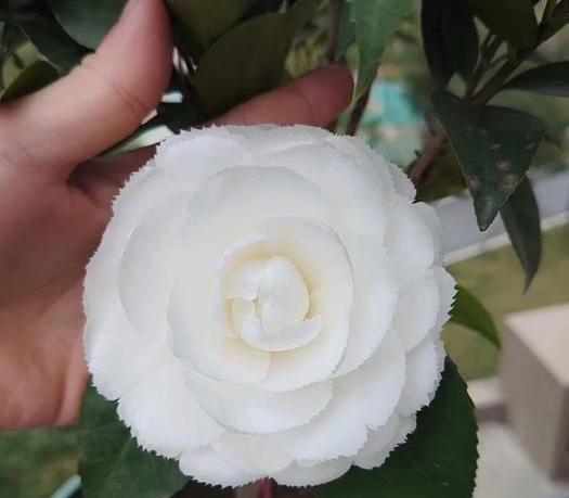 茶花怎样栽培