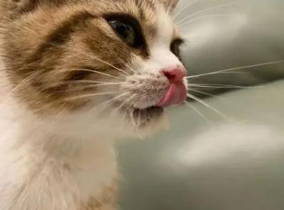 猫咪发烧流涕不吃东西