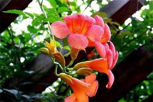 凌霄花的栽培养殖方法