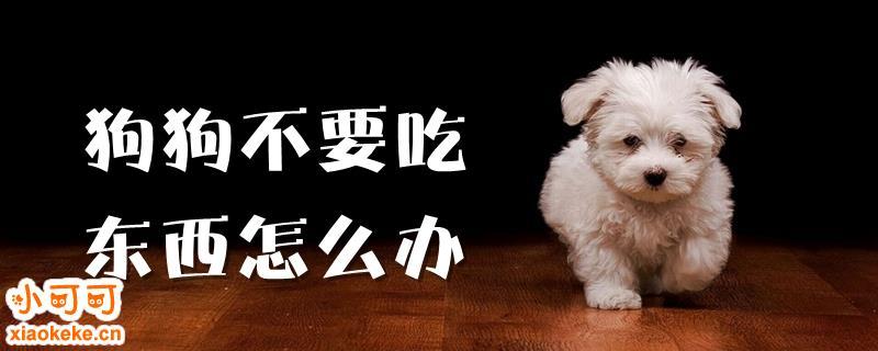 狗狗不吃东西怎么治