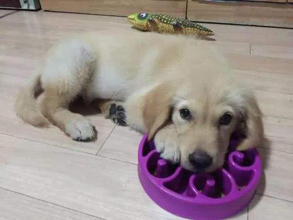 怎么能让狗嚼咽东西