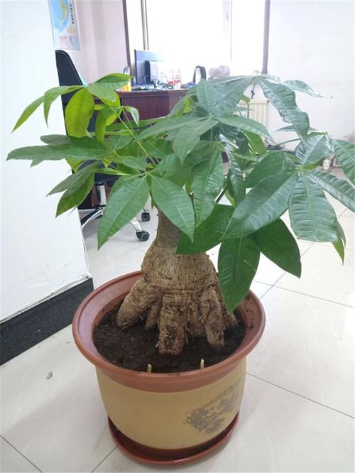 发财树新栽培
