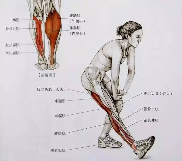 减大腿小腿的运动方法图解
