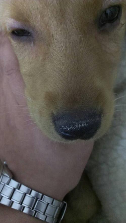 狗鼻子流出白色的东西了怎么办