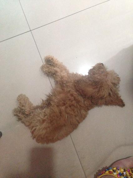 泰迪2个月怎么训练大便