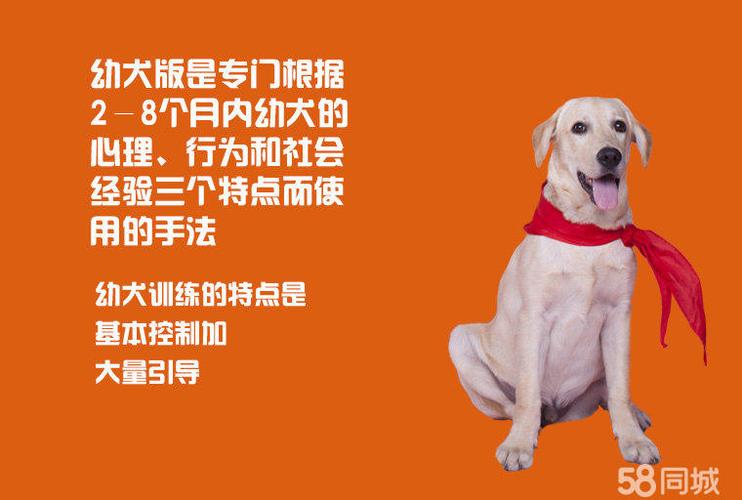 训练狗狗坐视频教程
