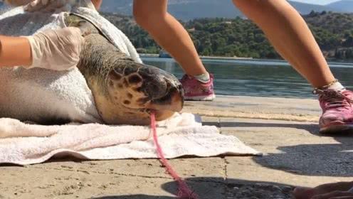 海龟不吃东西怎么喂