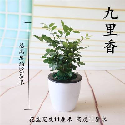 九里香的水培养殖方法