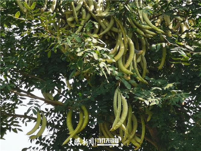 皂角栽培