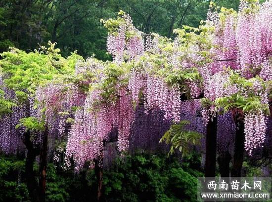 紫藤花冬季栽培管理技术
