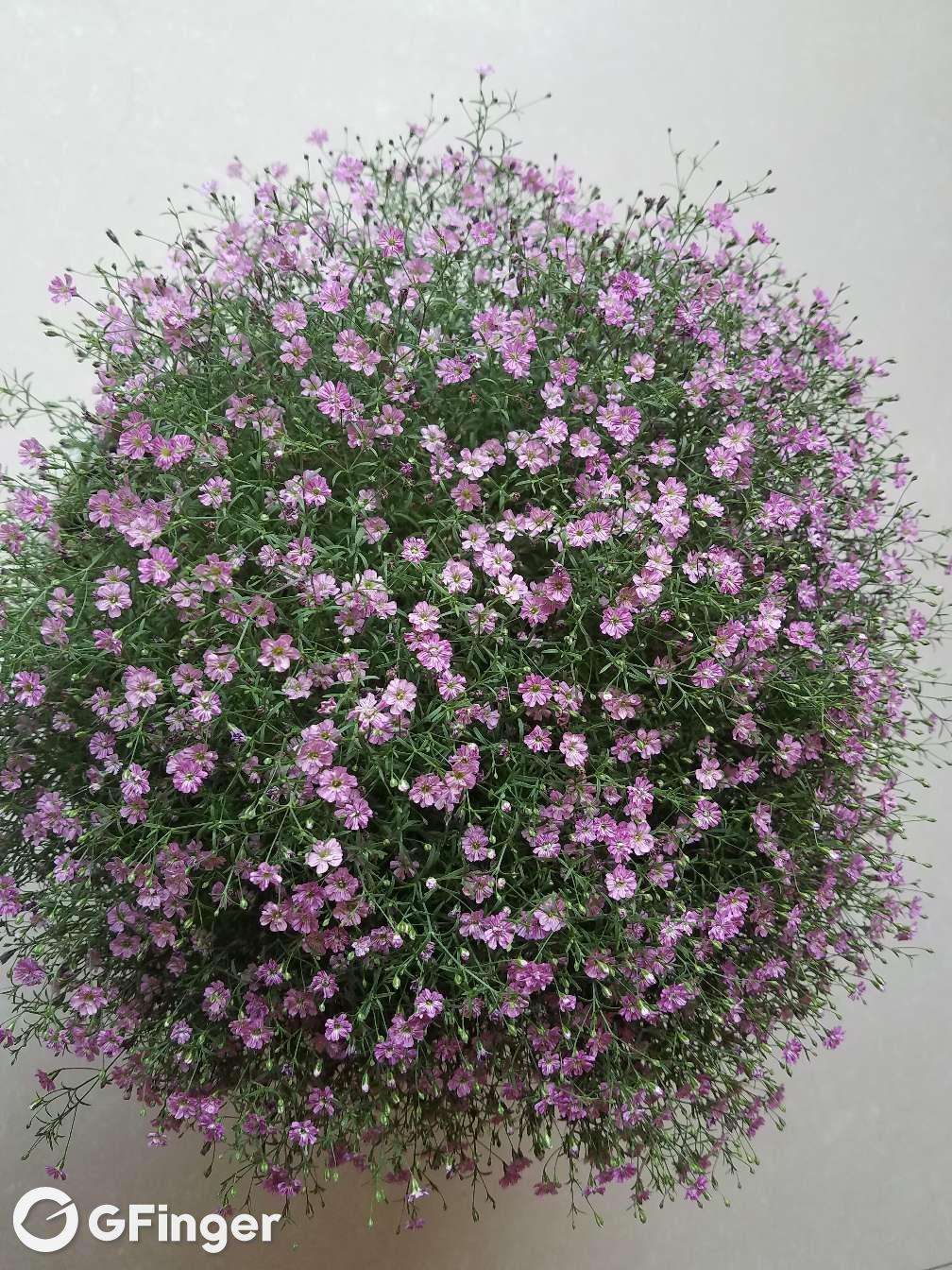 紫满天星怎么种植方法