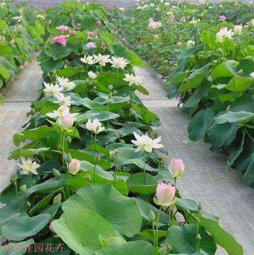 水芙蓉如何栽培