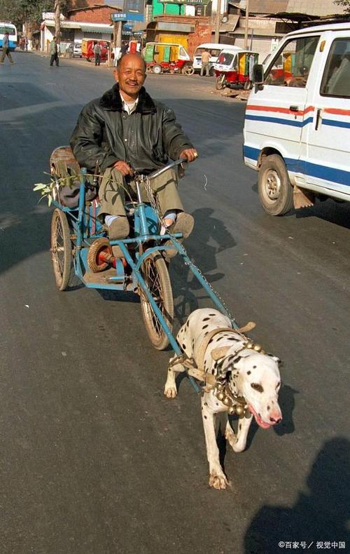 怎样训练狗拉车