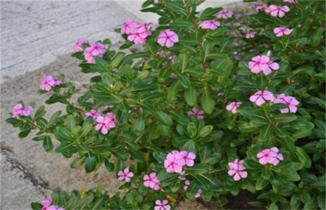 长春花种植注意事项