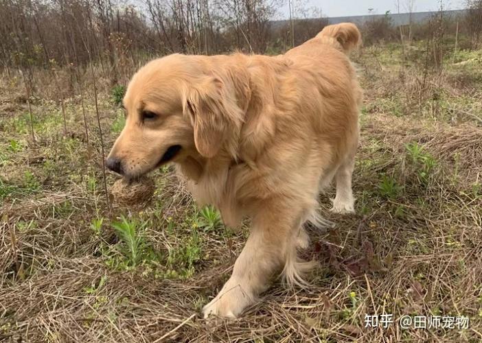 成年犬训练排便