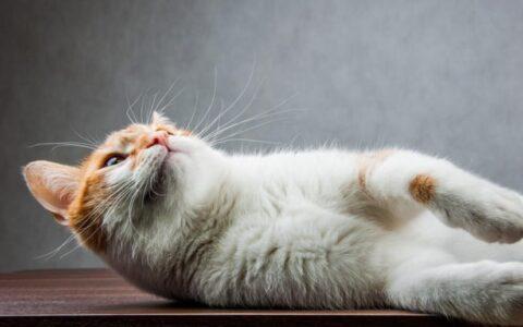 猫怀孕要注意什么东西