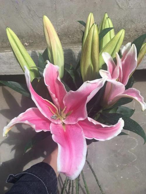 切花百合的栽培要点