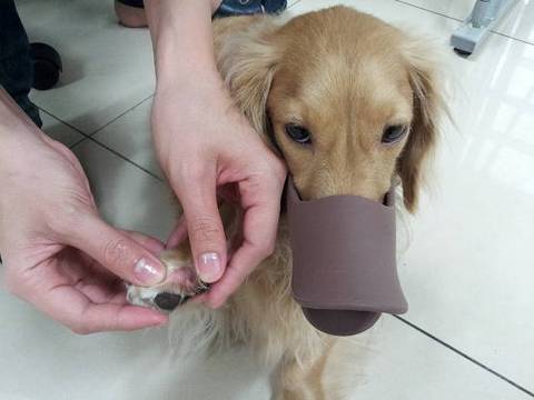 狗狗过敏不吃东西怎么办啊