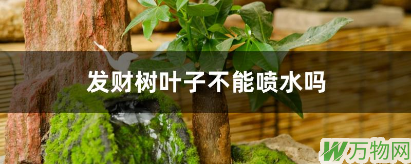 花卉叶面喷水时间注意事项