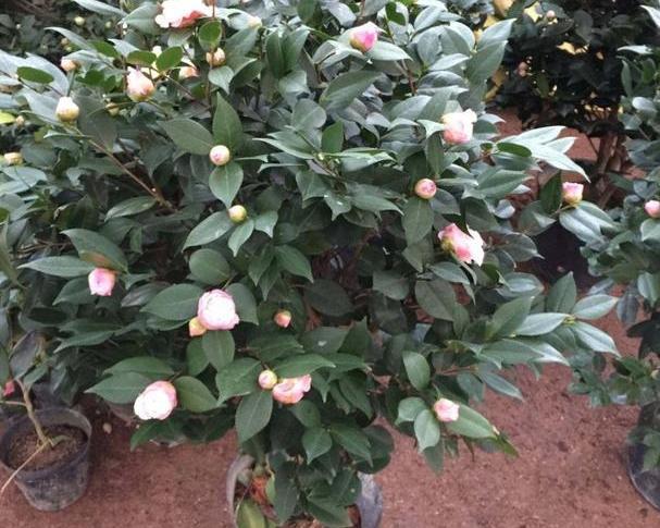 山茶花怎样栽培