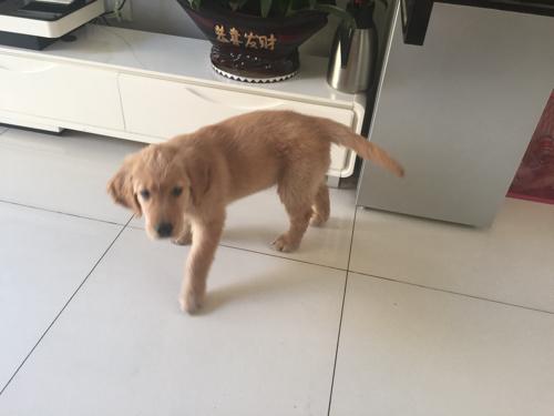 怎么给2月大的金毛训练