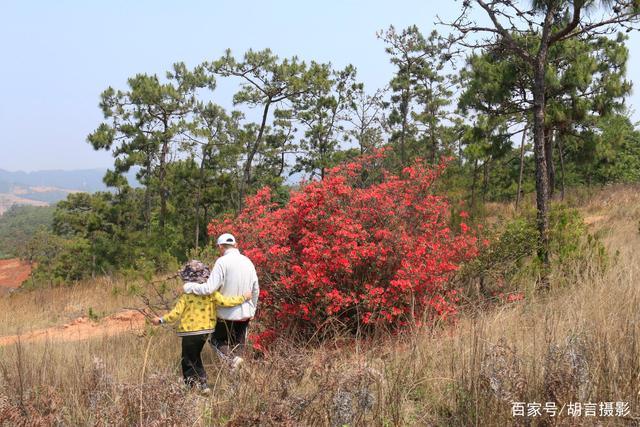 野生映山红栽培