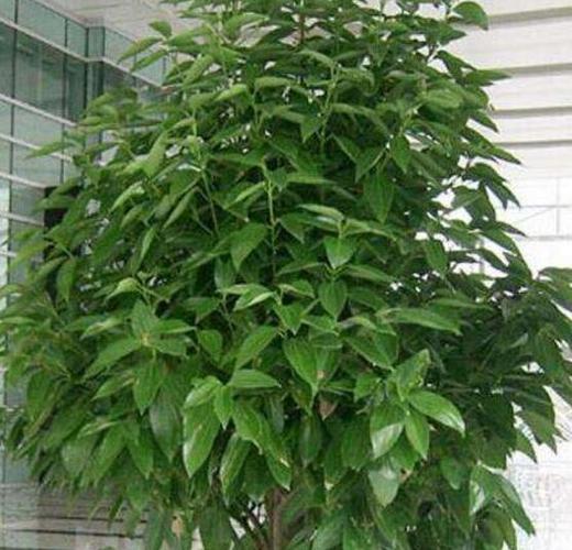 平安树的栽培方法和注意事项
