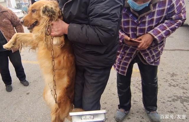 金毛导盲犬的训练方法