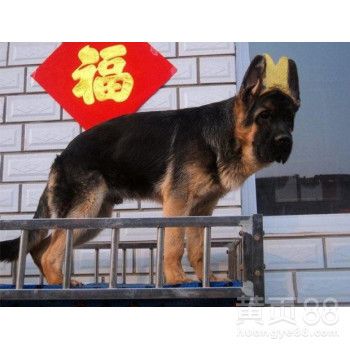 北京哪有训练狗狗的
