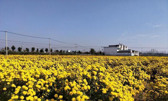 菊花怎样栽培