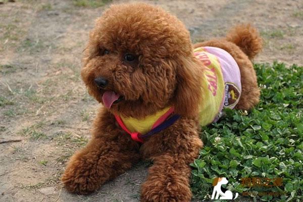三岁泰迪喜欢咬东西怎么办啊