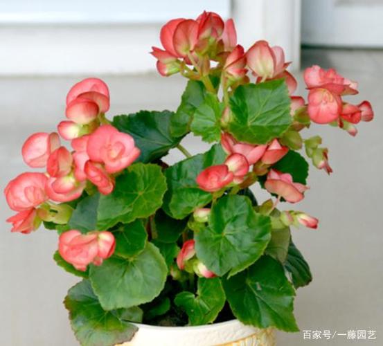 海棠的栽培方法及养护