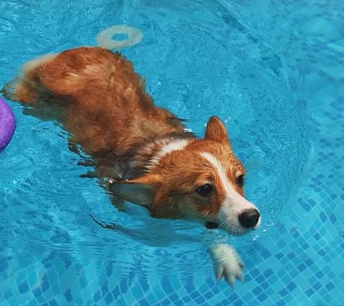 带狗狗去游泳准备什么东西