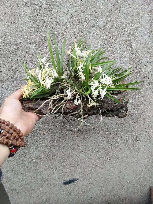 风兰栽培管理