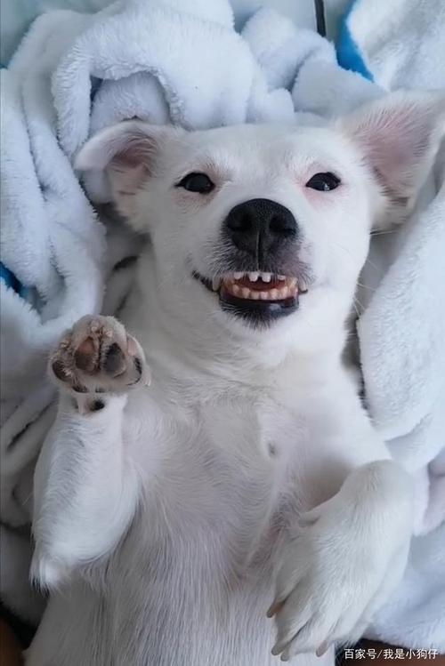 狗怎么训练笑