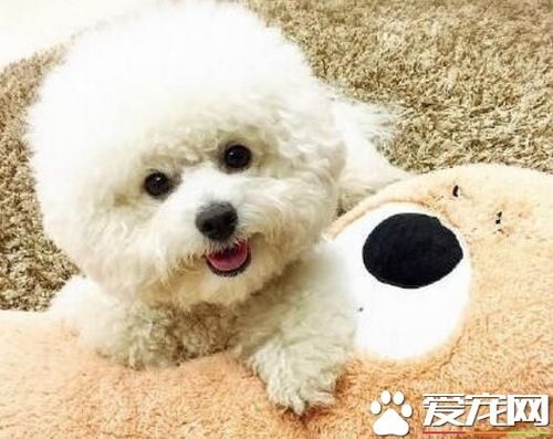 如何训练3个月的比熊