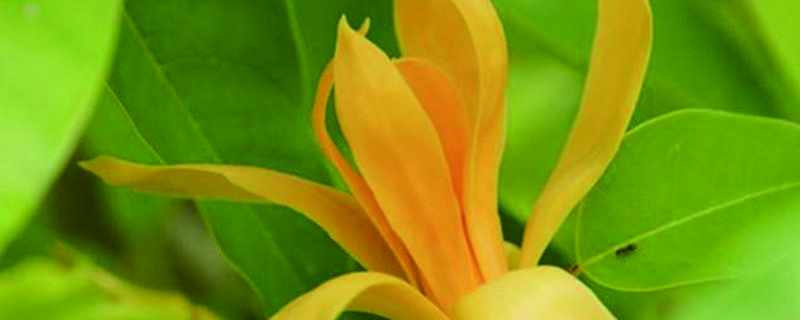黄兰花栽培技术