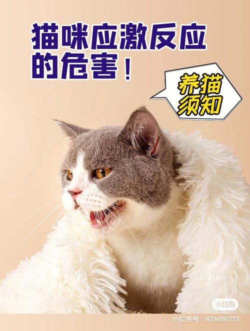 猫咪应激反应不吃东西