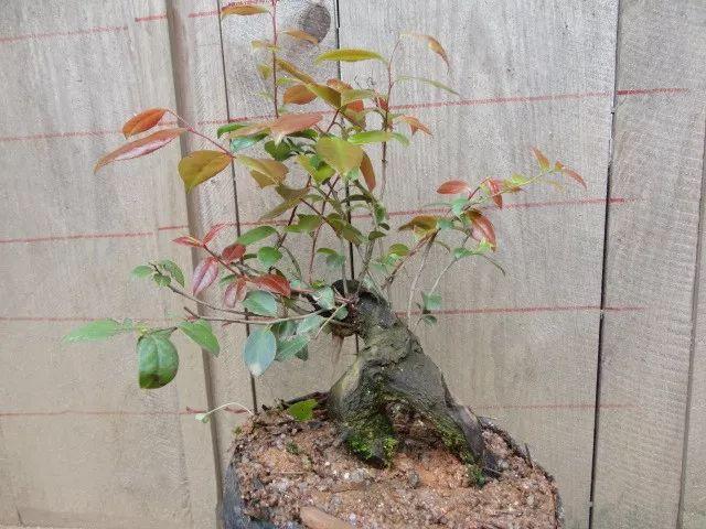乌饭树盆景怎么栽培