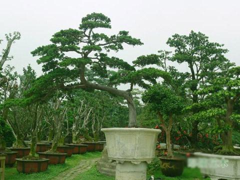 树桩盆景栽培与管理