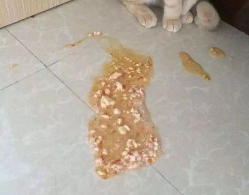 猫咪吃东西过后吐了