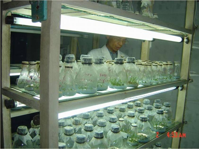 组培苗移栽的注意事项
