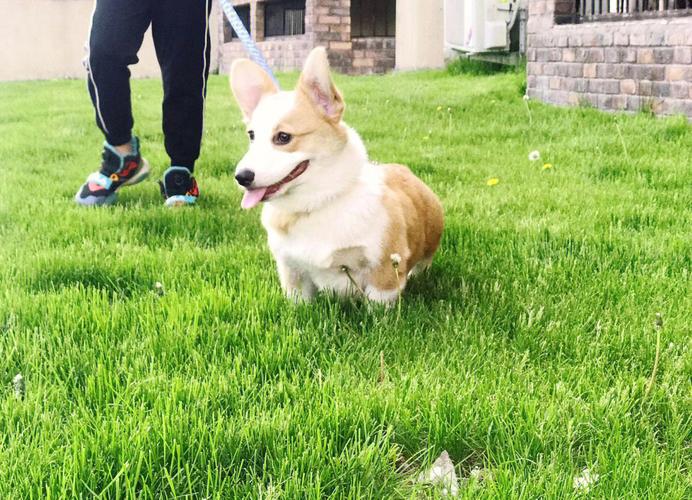 柯基幼犬应该怎么训练