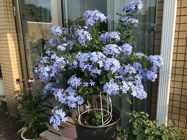 蓝花丹栽培