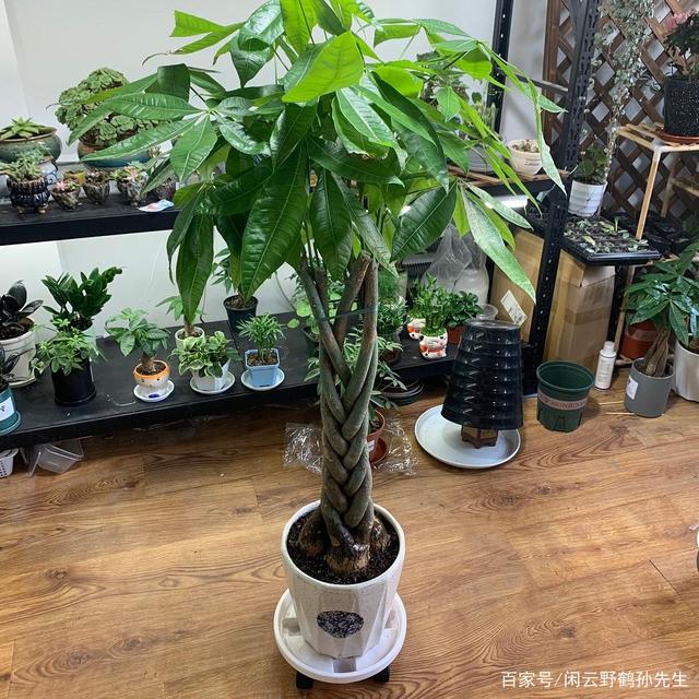 发财树花怎么养殖方法