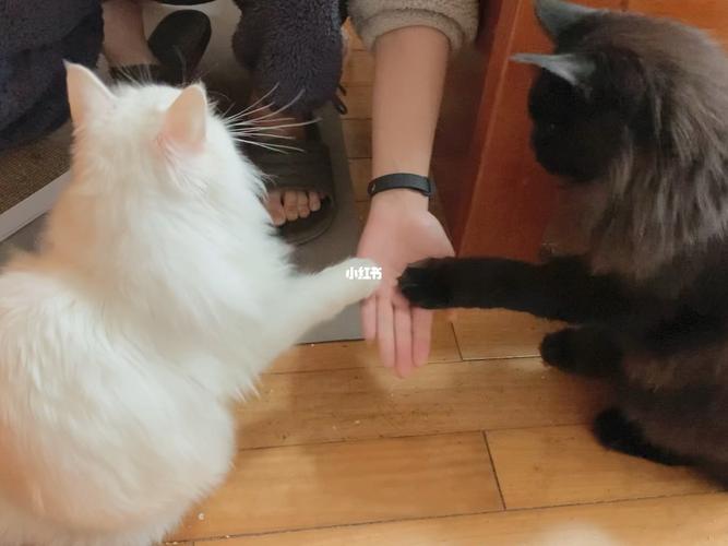 40秒训练猫握手